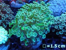 画像1: 【サンゴ】【通販】アワサンゴ（Special Color）（個体販売）No.7（生体）（サンゴ） (1)