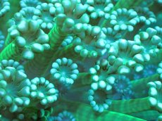 画像2: 【サンゴ】【通販】アワサンゴ（Special Color）（個体販売）No.7（生体）（サンゴ） (2)