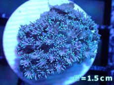 画像1: 【サンゴ】【通販】ハナガササンゴ（Light Pink/フラグ)（個体販売）No.1（生体）（サンゴ） (1)