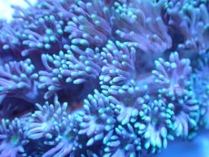 画像2: 【サンゴ】【通販】ハナガササンゴ（Light Pink/フラグ)（個体販売）No.1（生体）（サンゴ） (2)