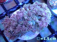 画像1: 【サンゴ】【通販】ハナガササンゴ（Light Pink/フラグ)（個体販売）No.2（生体）（サンゴ） (1)