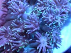 画像2: 【サンゴ】【通販】ハナガササンゴ（Light Pink/フラグ)（個体販売）No.2（生体）（サンゴ） (2)