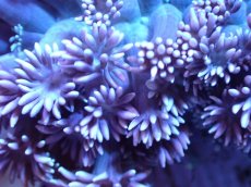 画像2: 【サンゴ】【通販】ハナガササンゴ（Light Pink/フラグ)（個体販売）No.3（生体）（サンゴ） (2)