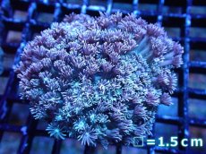 画像1: 【サンゴ】【通販】ハナガササンゴ（Light Pink/フラグ)（個体販売）No.4（生体）（サンゴ） (1)