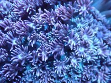 画像2: 【サンゴ】【通販】ハナガササンゴ（Light Pink/フラグ)（個体販売）No.4（生体）（サンゴ） (2)