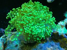 画像1: 【サンゴ】【通販】ホンタコアシサンゴ（メタリックグリーン）MLサイズ（個体販売）（±10-12cm)No.1（生体）（サンゴ） (1)