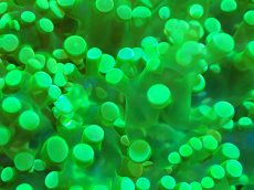 画像2: 【サンゴ】【通販】ホンタコアシサンゴ（メタリックグリーン）MLサイズ（個体販売）（±10-12cm)No.1（生体）（サンゴ） (2)