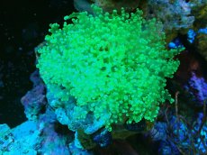 画像1: 【サンゴ】【通販】ホンタコアシサンゴ（メタリックグリーン）MLサイズ（個体販売）（±10-12cm)No.2（生体）（サンゴ） (1)