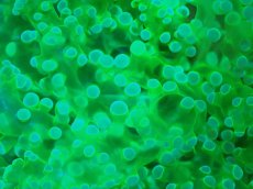 画像2: 【サンゴ】【通販】ホンタコアシサンゴ（メタリックグリーン）MLサイズ（個体販売）（±10-12cm)No.2（生体）（サンゴ） (2)