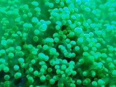 画像2: 【サンゴ】【通販】ホンタコアシサンゴ（メタリックグリーン）Lサイズ（個体販売）（±15-18cm)No.3（生体）（サンゴ） (2)