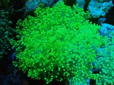 画像1: 【サンゴ】【通販】ホンタコアシサンゴ（メタリックグリーン）Lサイズ（個体販売）（±15-18cm)No.4（生体）（サンゴ） (1)