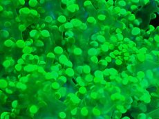 画像2: 【サンゴ】【通販】ホンタコアシサンゴ（メタリックグリーン）Lサイズ（個体販売）（±15-18cm)No.4（生体）（サンゴ） (2)