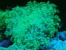 画像1: 【サンゴ】【通販】ホンタコアシサンゴ（メタリックグリーン）Lサイズ（個体販売）（±15-18cm)No.5（生体）（サンゴ） (1)