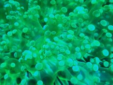 画像2: 【サンゴ】【通販】ホンタコアシサンゴ（メタリックグリーン）Lサイズ（個体販売）（±15-18cm)No.5（生体）（サンゴ） (2)