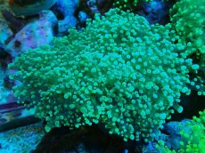 画像1: 【サンゴ】【通販】ホンタコアシサンゴ（メタリックグリーン）Lサイズ（個体販売）（±15-18cm)No.6（生体）（サンゴ） (1)