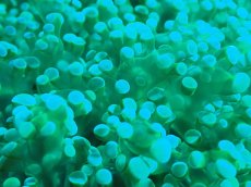 画像2: 【サンゴ】【通販】ホンタコアシサンゴ（メタリックグリーン）Lサイズ（個体販売）（±15-18cm)No.6（生体）（サンゴ） (2)