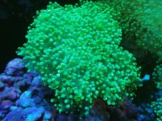 画像1: 【サンゴ】【通販】ホンタコアシサンゴ（メタリックグリーン）Lサイズ（個体販売）（±15-18cm)No.7（生体）（サンゴ） (1)