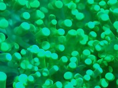 画像2: 【サンゴ】【通販】ホンタコアシサンゴ（メタリックグリーン）Lサイズ（個体販売）（±15-18cm)No.7（生体）（サンゴ） (2)