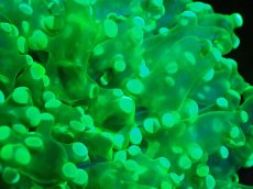 画像2: 【サンゴ】【通販】ホンタコアシサンゴ（メタリックグリーン）MLサイズ（個体販売）（±10-12cm)No.8（生体）（サンゴ） (2)