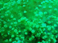 画像2: 【サンゴ】【通販】ホンタコアシサンゴ（メタリックグリーン）Lサイズ（個体販売）（±15-18cm)No.9（生体）（サンゴ） (2)