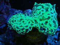 画像1: 【サンゴ】【通販】ナガレハナサンゴ（Metallic Green）MLサイズ（個体販売）（±10-13cm)No.1（生体）（サンゴ） (1)