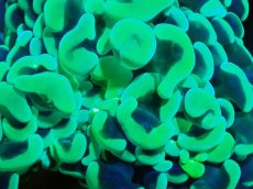 画像2: 【サンゴ】【通販】ナガレハナサンゴ（Metallic Green）MLサイズ（個体販売）（±10-13cm)No.1（生体）（サンゴ） (2)