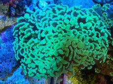 画像1: 【サンゴ】【通販】ナガレハナサンゴ（Metallic Green）MLサイズ（個体販売）（±10-13cm)No.2（生体）（サンゴ） (1)