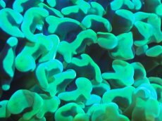 画像2: 【サンゴ】【通販】ナガレハナサンゴ（Metallic Green）MLサイズ（個体販売）（±10-13cm)No.2（生体）（サンゴ） (2)