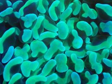 画像2: 【サンゴ】【通販】ナガレハナサンゴ（Metallic Green）MLサイズ（個体販売）（±10-13cm)No.3（生体）（サンゴ） (2)