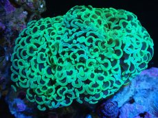 画像1: 【サンゴ】【通販】ナガレハナサンゴ（Metallic Green）MLサイズ（個体販売）（±10-13cm)No.4（生体）（サンゴ） (1)