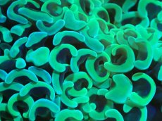 画像2: 【サンゴ】【通販】ナガレハナサンゴ（Metallic Green）MLサイズ（個体販売）（±10-13cm)No.4（生体）（サンゴ） (2)