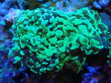 画像1: 【サンゴ】【通販】ナガレハナサンゴ（Metallic Green）MLサイズ（個体販売）（±10-13cm)No.5（生体）（サンゴ） (1)