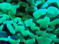 画像2: 【サンゴ】【通販】ナガレハナサンゴ（Metallic Green）MLサイズ（個体販売）（±10-13cm)No.5（生体）（サンゴ） (2)