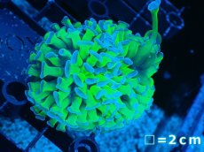 画像1: 【サンゴまとめ買い割り引き対象商品30周年セール】 【サンゴ】【通販】ナガレハナサンゴ（Special Yellow/Green Stem)（個体販売）No.1（生体）（サンゴ） (1)