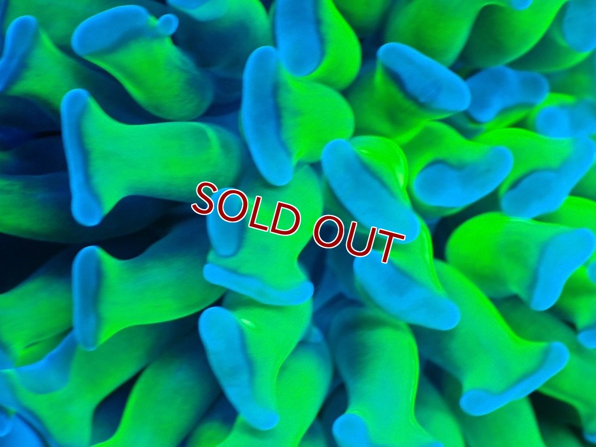 画像2: 【サンゴ】【通販】ナガレハナサンゴ（Special Yellow/Green Stem)（個体販売）No.1（生体）（サンゴ） (2)