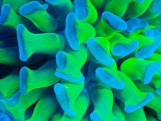 画像2: 【サンゴまとめ買い割り引き対象商品30周年セール】 【サンゴ】【通販】ナガレハナサンゴ（Special Yellow/Green Stem)（個体販売）No.1（生体）（サンゴ） (2)