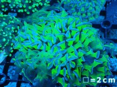 画像1: 【サンゴまとめ買い割り引き対象商品30周年セール】 【サンゴ】【通販】ナガレハナサンゴ（Special Yellow/Green Stem)（個体販売）No.2（生体）（サンゴ） (1)