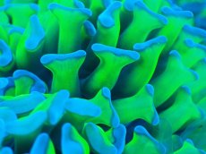 画像2: 【サンゴまとめ買い割り引き対象商品30周年セール】 【サンゴ】【通販】ナガレハナサンゴ（Special Yellow/Green Stem)（個体販売）No.2（生体）（サンゴ） (2)