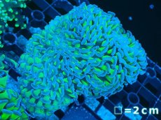 画像1: 【サンゴまとめ買い割り引き対象商品30周年セール】 【サンゴ】【通販】ナガレハナサンゴ（Special Yellow/Green Stem)（個体販売）No.3（生体）（サンゴ） (1)