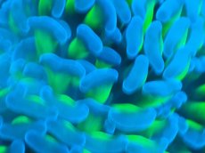 画像2: 【サンゴまとめ買い割り引き対象商品30周年セール】 【サンゴ】【通販】ナガレハナサンゴ（Special Yellow/Green Stem)（個体販売）No.3（生体）（サンゴ） (2)