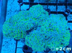 画像1: 【サンゴまとめ買い割り引き対象商品30周年セール】 【サンゴ】【通販】ナガレハナサンゴ（Special Yellow/Green Stem)（個体販売）No.4（生体）（サンゴ） (1)