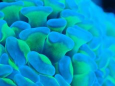 画像2: 【サンゴまとめ買い割り引き対象商品30周年セール】 【サンゴ】【通販】ナガレハナサンゴ（Special Yellow/Green Stem)（個体販売）No.4（生体）（サンゴ） (2)