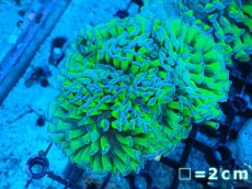 画像1: 【サンゴまとめ買い割り引き対象商品30周年セール】 【サンゴ】【通販】ナガレハナサンゴ（Special Yellow/Green Stem)（個体販売）No.5（生体）（サンゴ） (1)