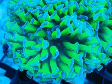 画像2: 【サンゴまとめ買い割り引き対象商品30周年セール】 【サンゴ】【通販】ナガレハナサンゴ（Special Yellow/Green Stem)（個体販売）No.5（生体）（サンゴ） (2)