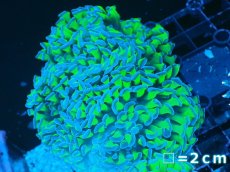 画像1: 【サンゴまとめ買い割り引き対象商品30周年セール】 【サンゴ】【通販】ナガレハナサンゴ（Special Yellow/Green Stem)（個体販売）No.6（生体）（サンゴ） (1)