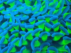 画像2: 【サンゴまとめ買い割り引き対象商品30周年セール】 【サンゴ】【通販】ナガレハナサンゴ（Special Yellow/Green Stem)（個体販売）No.6（生体）（サンゴ） (2)