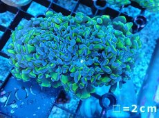 画像1: 【サンゴまとめ買い割り引き対象商品30周年セール】 【サンゴ】【通販】ナガレハナサンゴ（Special Yellow/Green Stem)（個体販売）No.7（生体）（サンゴ） (1)