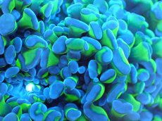 画像2: 【サンゴまとめ買い割り引き対象商品30周年セール】 【サンゴ】【通販】ナガレハナサンゴ（Special Yellow/Green Stem)（個体販売）No.7（生体）（サンゴ） (2)