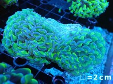 画像1: 【サンゴまとめ買い割り引き対象商品30周年セール】 【サンゴ】【通販】ナガレハナサンゴ（Special Yellow/Green Stem)（個体販売）No.8（生体）（サンゴ） (1)