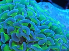 画像2: 【サンゴまとめ買い割り引き対象商品30周年セール】 【サンゴ】【通販】ナガレハナサンゴ（Special Yellow/Green Stem)（個体販売）No.8（生体）（サンゴ） (2)